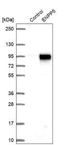Western blot analysis in control (vector only transfected HEK293T lysate) and ENPP5 over-expression lysate (Co-expressed with a C-terminal myc-DDK tag (~3.1 kDa) in mammalian HEK293T cells, LY402863).