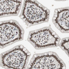 Immunohistochemical staining of human small intestine shows strong nuclear positivity in glandular cells and lymphoid cells.