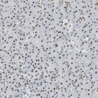Immunohistochemical staining of human pancreas shows moderate nuclear positivity in exocrine glandular cells.