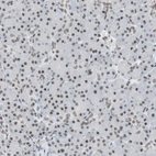 Immunohistochemical staining of human pancreas shows moderate nuclear positivity in exocrine glandular cells.