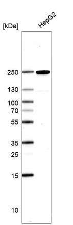 Western blot analysis in human cell line HepG2.