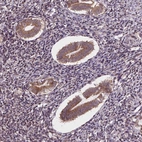 Immunohistochemical staining of human endometrium shows moderate cytoplasmic positivity in glandular cells.