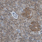 Immunohistochemical staining of human pancreas shows strong cytoplasmic positivity in endocrine glandular cells and moderate cytoplasmic positivity in exocrine glandular cells.