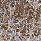 Immunohistochemical staining of human stomach shows strong cytoplasmic positivity in glandular cells.