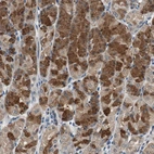 Immunohistochemical staining of human stomach shows strong cytoplasmic positivity in glandular cells.