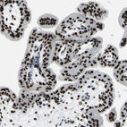 Immunohistochemical staining of human placenta shows strong nuclear positivity in trophoblastic cells.
