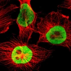 Immunofluorescent staining of human cell line U-251 MG shows localization to nucleoplasm.