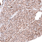 Immunohistochemical staining of human pancreas shows moderate to strong nuclear positivity in exocrine glandular cells.