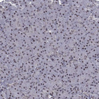 Immunohistochemical staining of human pancreas shows weak nuclear positivity in exocrine glandular cells.