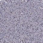 Immunohistochemical staining of human pancreas shows weak nuclear positivity in exocrine glandular cells.