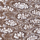 Immunohistochemical staining of human rectum shows strong nuclear-cytoplasmic positivity in glandular cells and lymphoid cells.