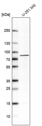 Anti-MAPT Antibody