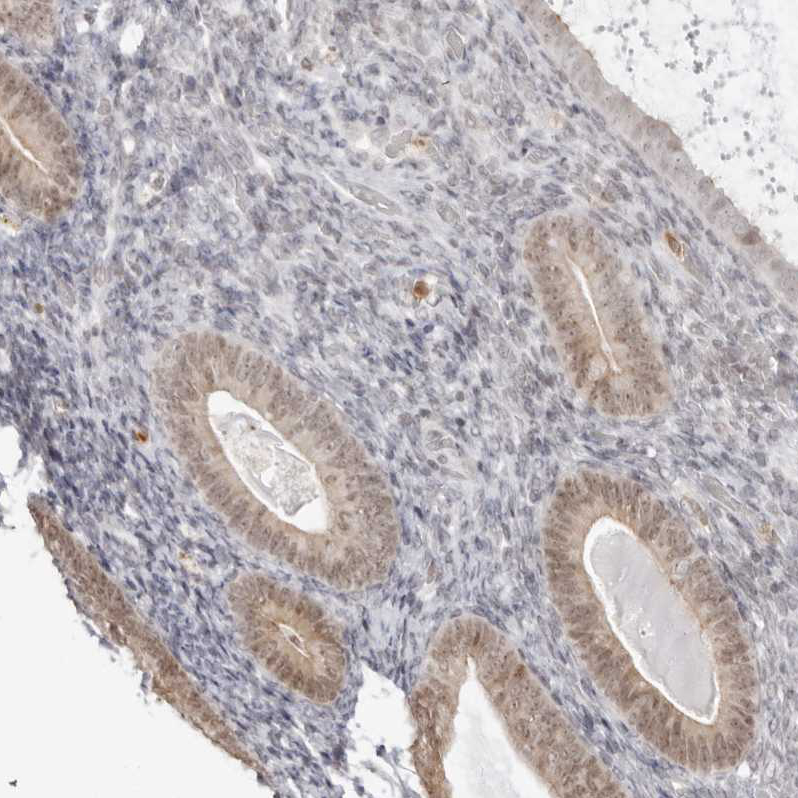 Anti-RNF146 Antibody