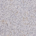 Immunohistochemical staining of human pancreas shows very weak cytoplasmic positivity in exocrine glandular cells.