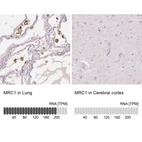 Anti-MRC1 Antibody