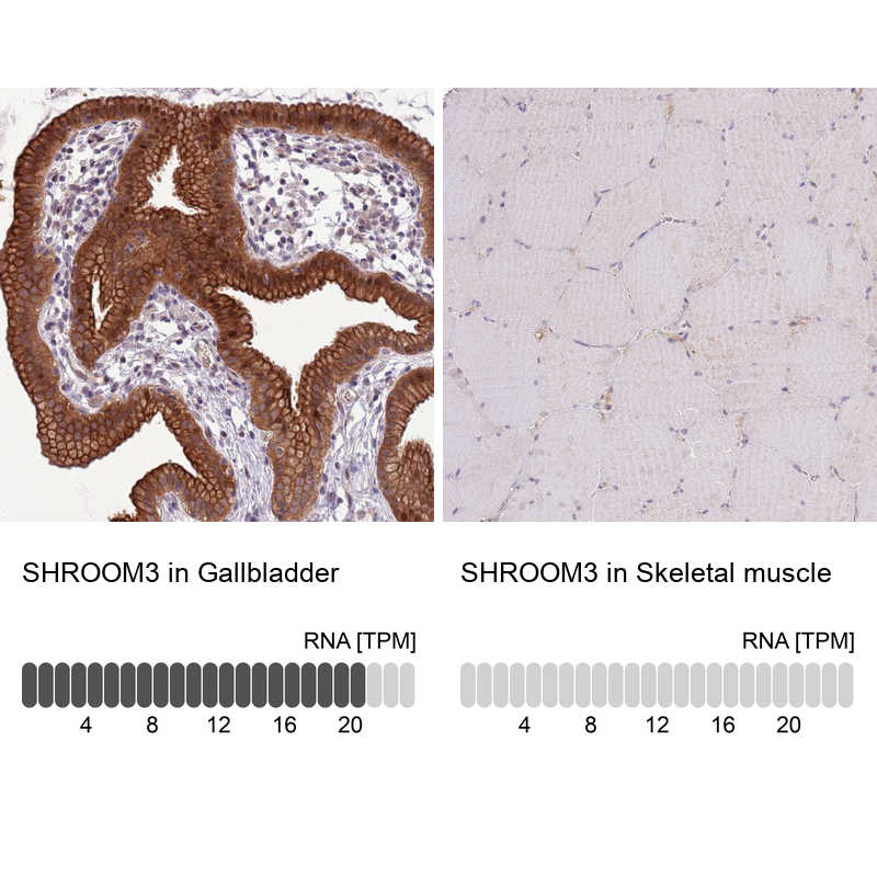 Anti-SHROOM3 Antibody