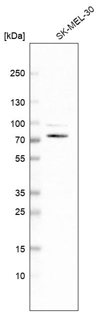 Anti-SLC23A2 Antibody