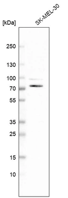 Anti-SLC23A2 Antibody