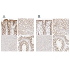 Anti-KCMF1 Antibody