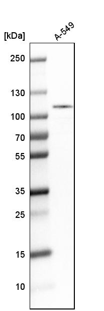 Anti-LIG3 Antibody