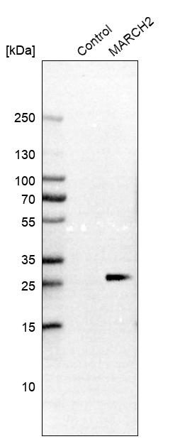 Anti-MARCH2 Antibody