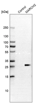 Anti-MARCH2 Antibody