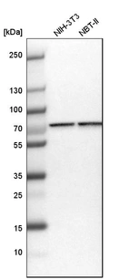 Western blot analysis in mouse cell line NIH-3T3 and rat cell line NBT-II.