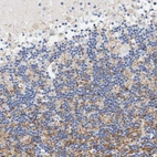 Immunohistochemical staining of human cerebellum shows moderate membranous positivity in cells in granular layer.