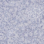 Immunohistochemical staining of human pancreas shows no positivity as expected.