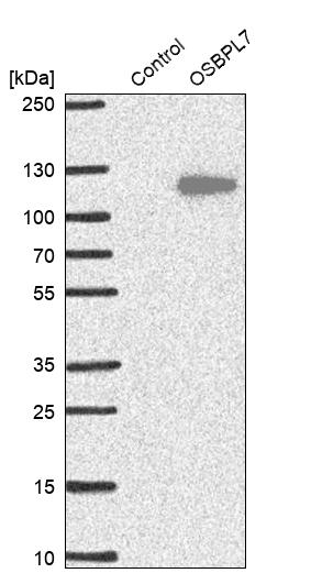 Anti-OSBPL7 Antibody