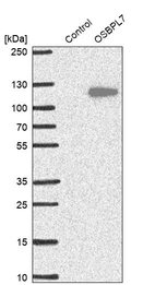 Anti-OSBPL7 Antibody