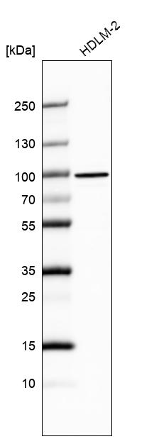 Anti-PTPN4 Antibody