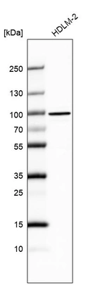 Anti-PTPN4 Antibody