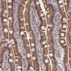 Immunohistochemical staining of human small intestine shows moderate nuclear-cytoplasmic positivity in glandular cells.