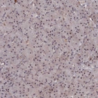 Immunohistochemical staining of human pancreas shows weak nuclear positivity in exocrine glandular cells.