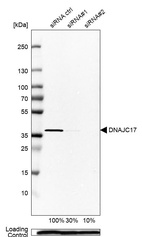 Western blot analysis in U2OS cells transfected with control siRNA, target specific siRNA probe #1 and #2, using Anti-DNAJC17 antibody. Remaining relative intensity is presented. Loading control: Anti-PPIB.