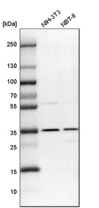 Western blot analysis in mouse cell line NIH-3T3 and rat cell line NBT-II.