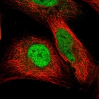 Immunofluorescent staining of human cell line U-2 OS shows localization to nucleoplasm.