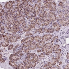 Immunohistochemical staining of human pancreas shows moderate cytoplasmic positivity in exocrine glandular cells.