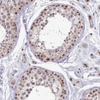 Immunohistochemical staining of human testis shows moderate nuclear positivity in cells in seminiferous ducts.