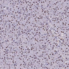 Immunohistochemical staining of human pancreas shows moderate nuclear positivity in exocrine glandular cells.