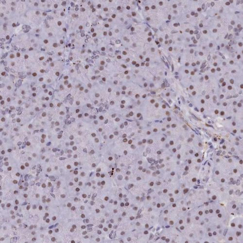 Anti-INTS14 Human Protein Atlas Antibody