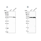 Western blot analysis using Anti-INTS14 antibody HPA040255 (A) shows similar pattern to independent antibody HPA040651 (B).