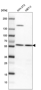 Western blot analysis in mouse cell line NIH-3T3 and rat cell line NBT-II.