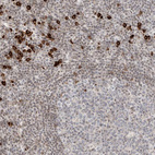 Immunohistochemical staining of human lymphoid tissues shows moderate positivity in nucleoli in non-germinal center cells and germinal center cells and strong nuclear membranous positivity in non-germinal cells.