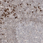 Immunohistochemical staining of human lymphoid tissues shows moderate positivity in nucleoli in non-germinal center cells and germinal center cells and strong nuclear membranous positivity in non-germinal cells.