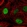 Anti-ELL2 Antibody