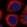 Anti-WDR76 Antibody