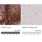 Anti-CXCR5 Antibody