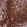 Anti-CXCR5 Antibody
